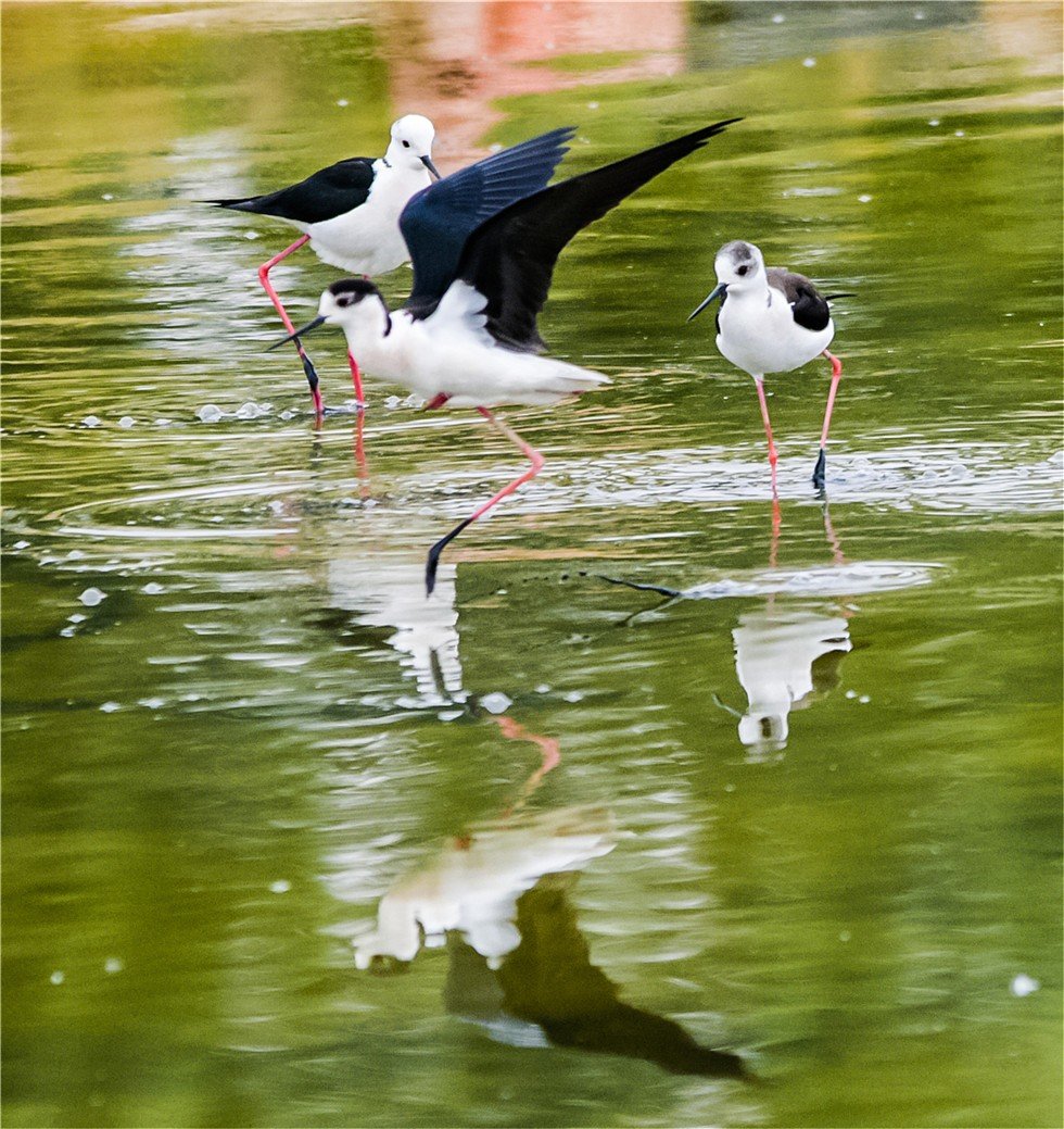 “大长腿”承包鸣沙山下鱼塘 美到起飞