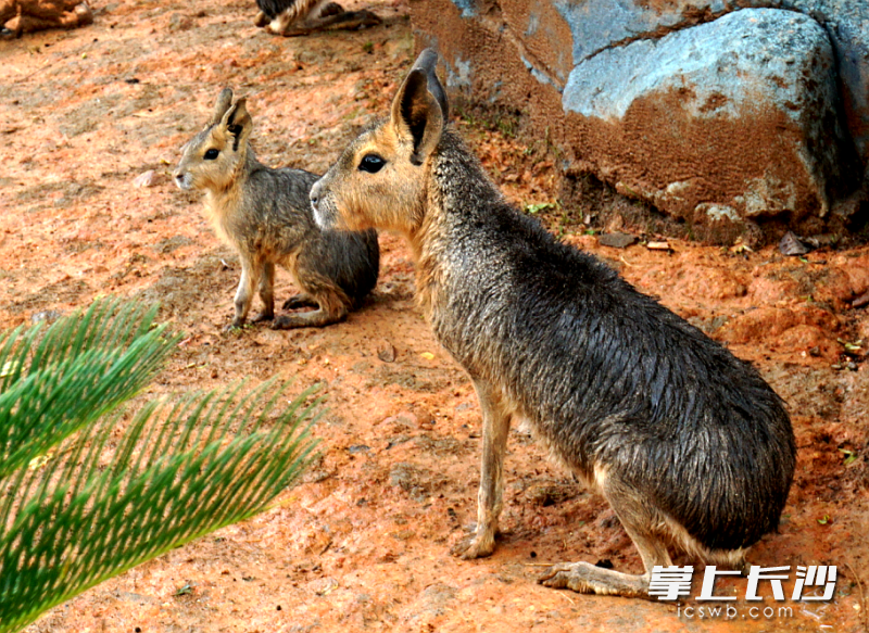 鼠是哪个国家的代表动物 D241497BAD55312AF6402D7CB0B86F4AF6D42312_size981_w800_h583.png