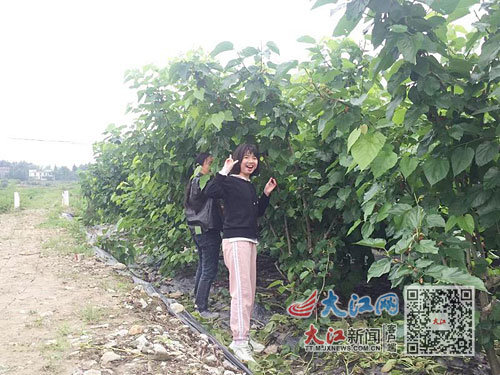 游客在快乐采摘