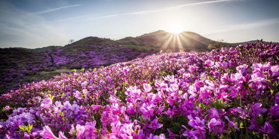 图/延边州花 金达莱