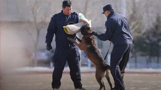 如何进行警犬的扑咬训练？哈尔滨带犬民警携功勋犬德尔塔上场示范