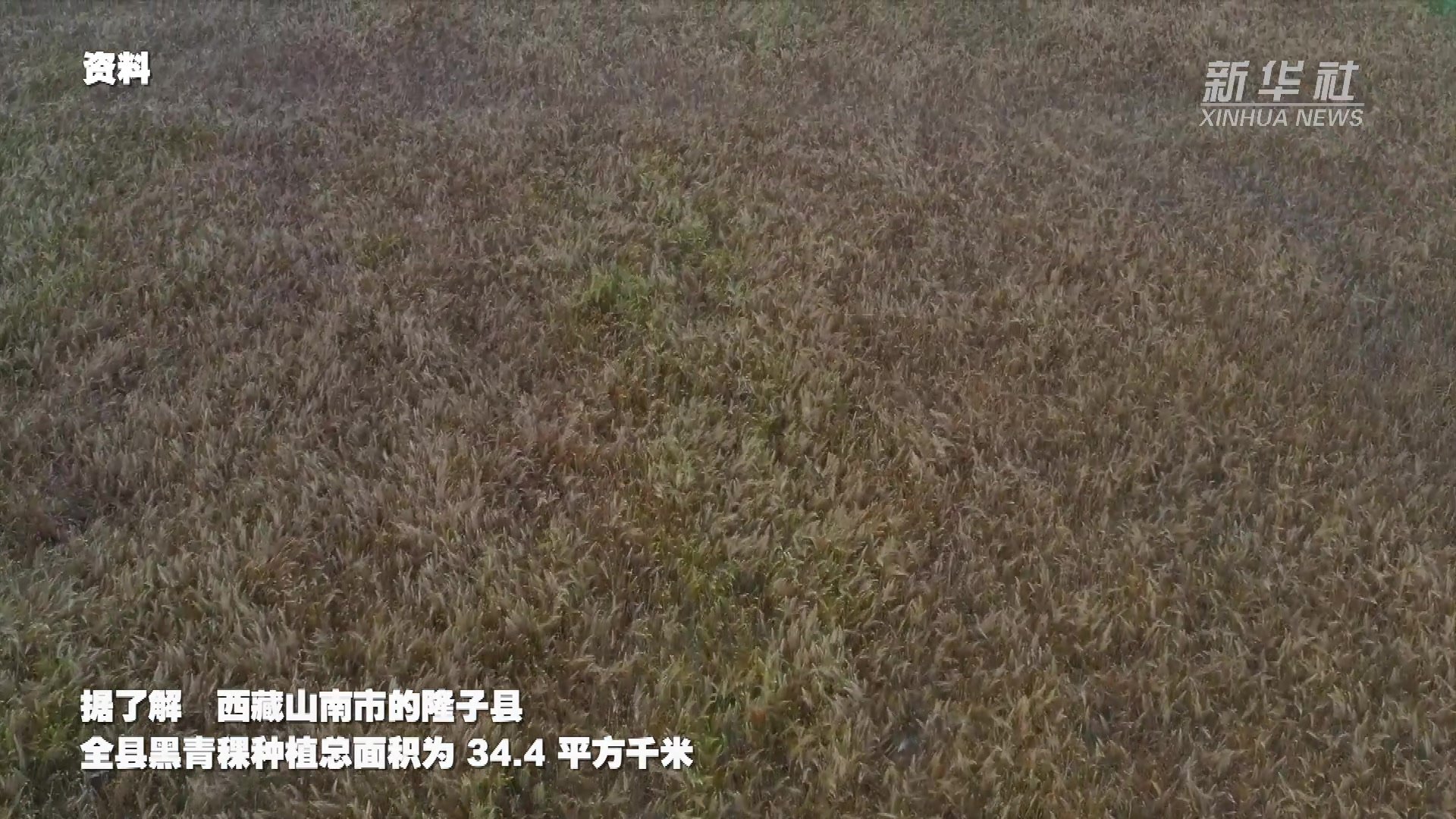 新华全媒+｜西藏隆子县被认证为世界最大黑青稞种植基地