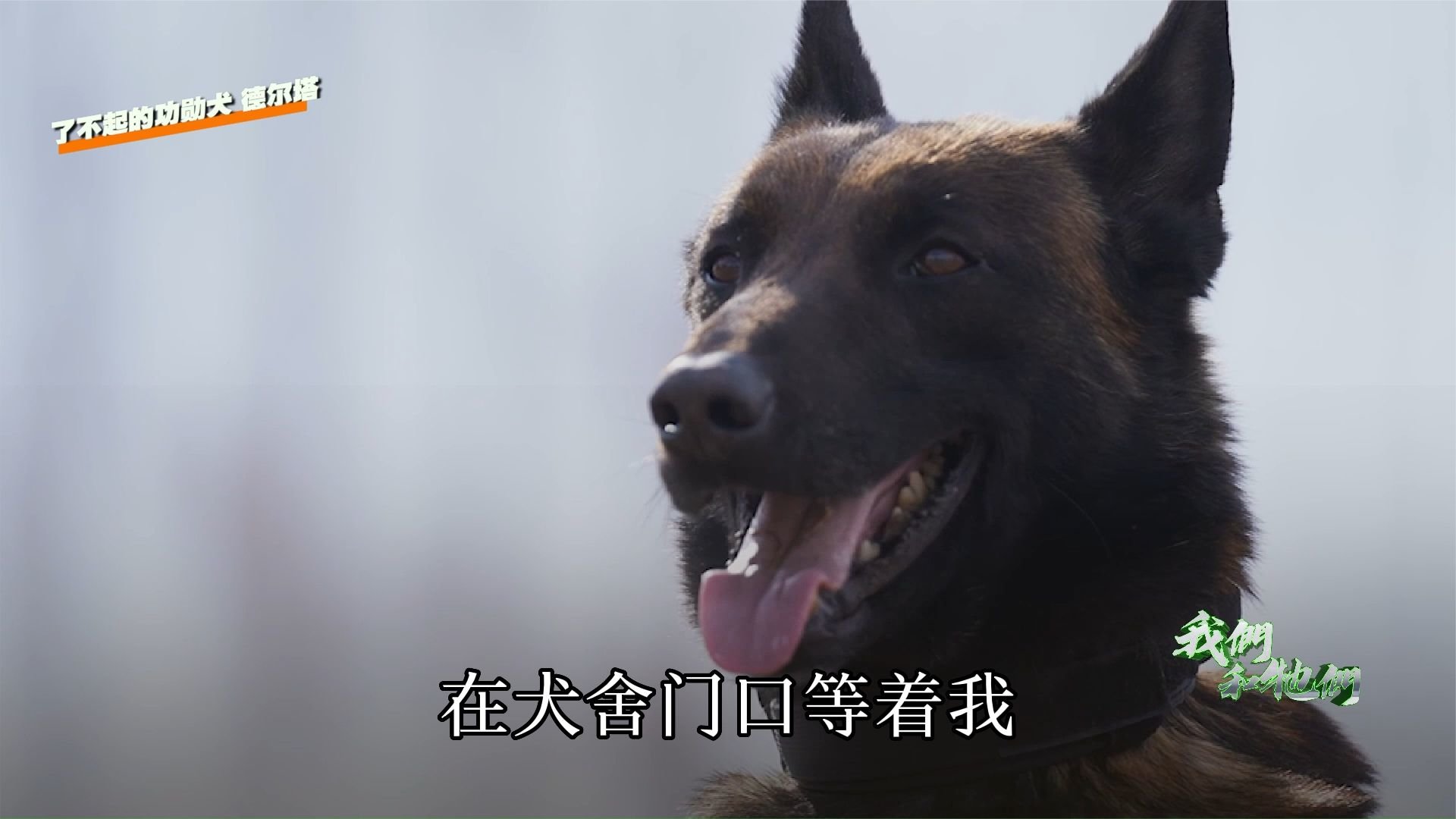 机会是争取来的！训导员挑警犬，幼犬发动技能捕获训导员“芳心”