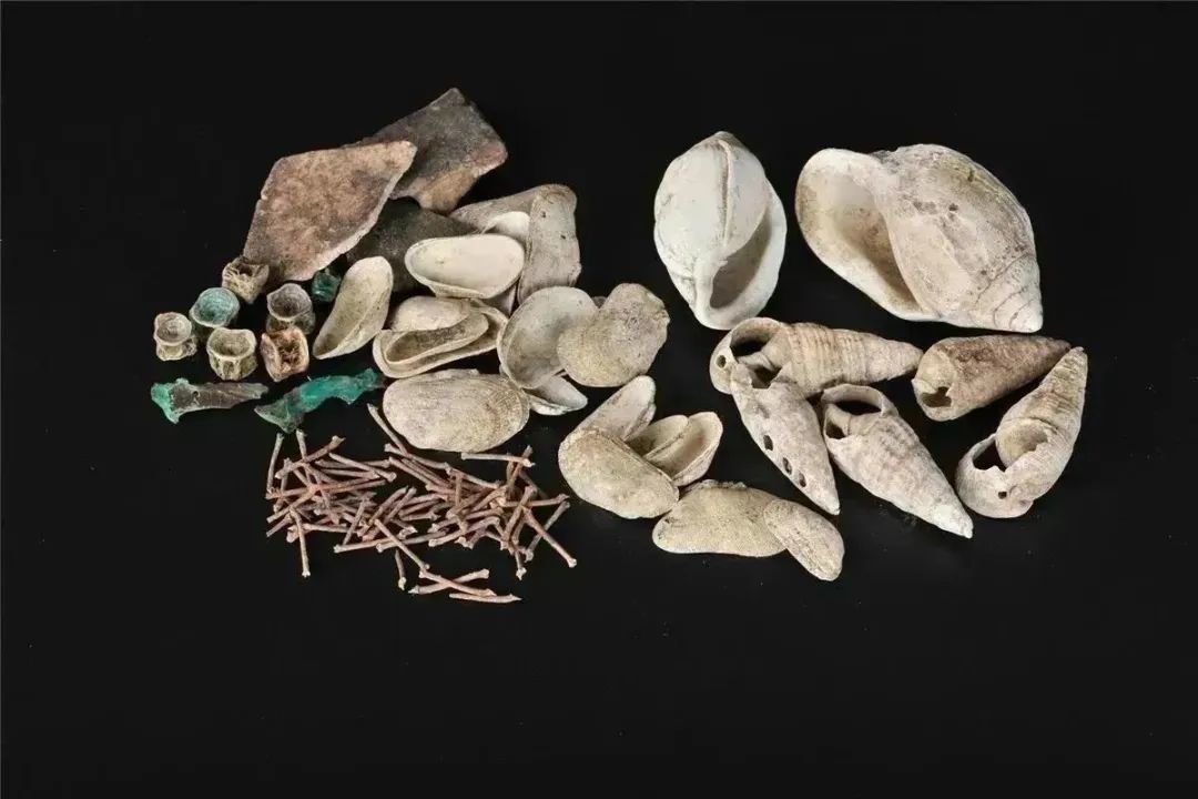 耳状耳螺、沟纹笋光螺、青蚶、鱼骨、龟甲、禾花雀 西汉南越国时期 1983年南越文王墓出土 南越王博物院藏