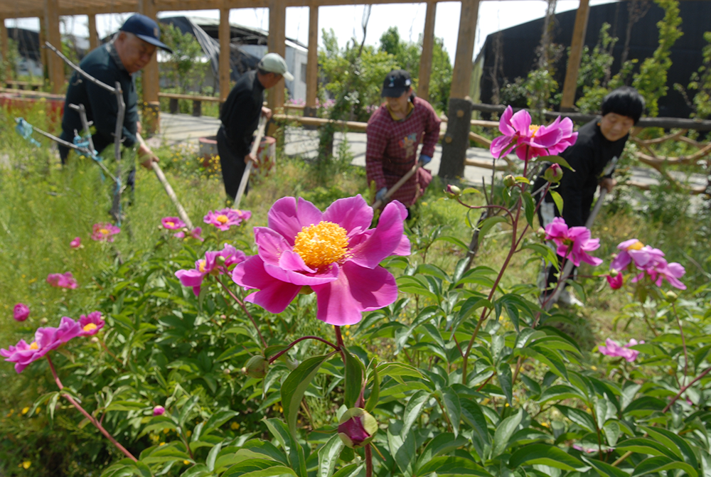 山东即墨:芍药花开引客来 农旅融合促振兴