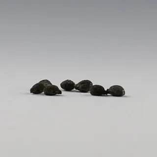 葡萄属种子 西汉南越国时期 2004年南越国宫署遗址出土 南越王博物院藏