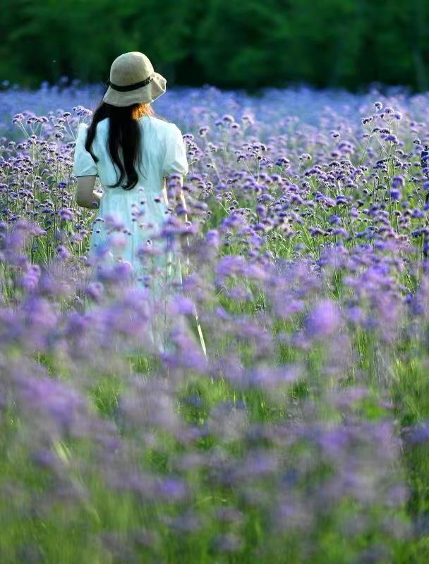 汉口江滩四期柳叶马鞭草花海 李子云 摄