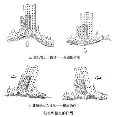 当地震来临时,破坏力弱的纵波会率先到达地面,为后续的横波"通风报信"