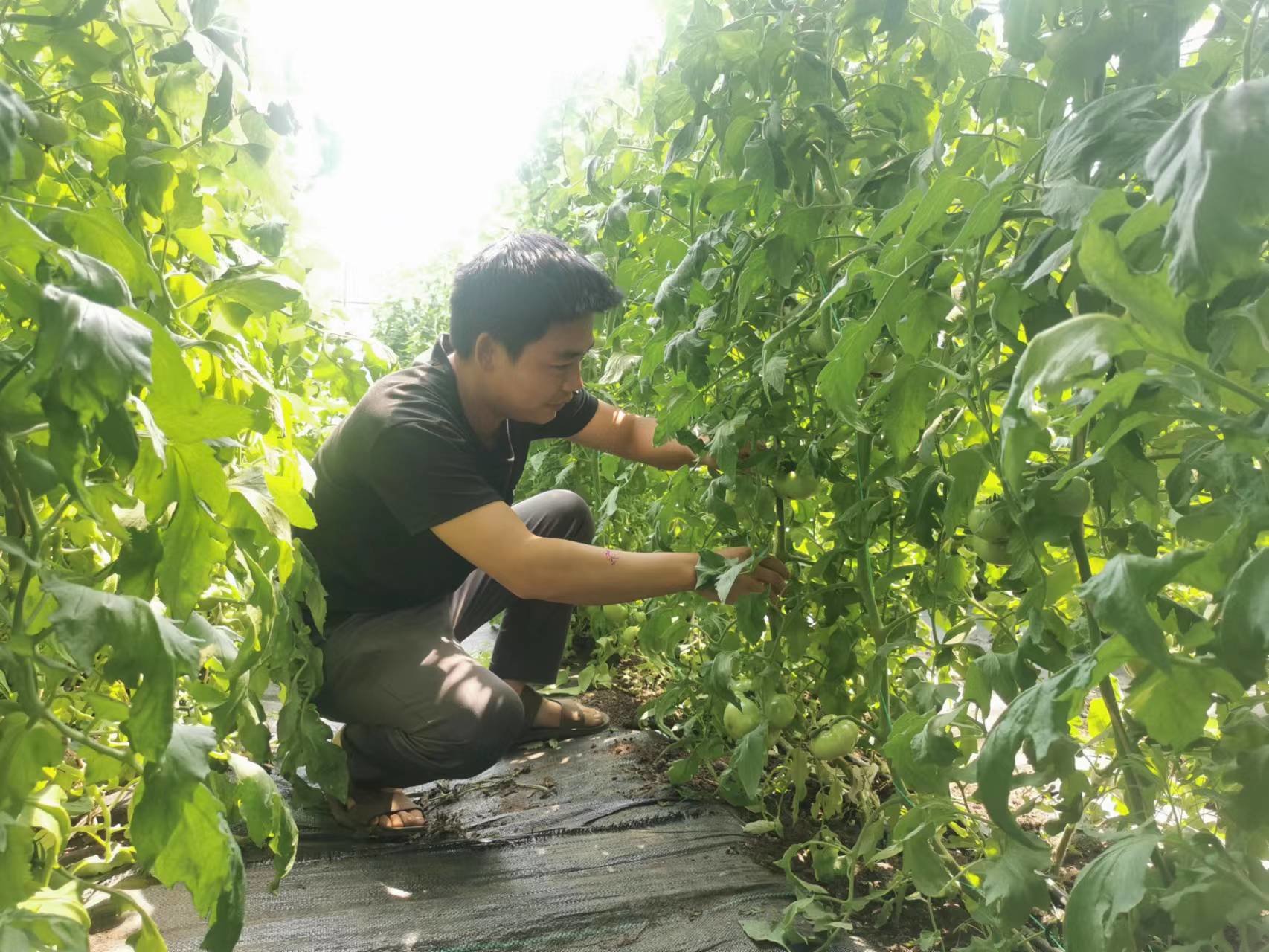 登封 “高山蔬菜”鼓起农民“钱袋子”