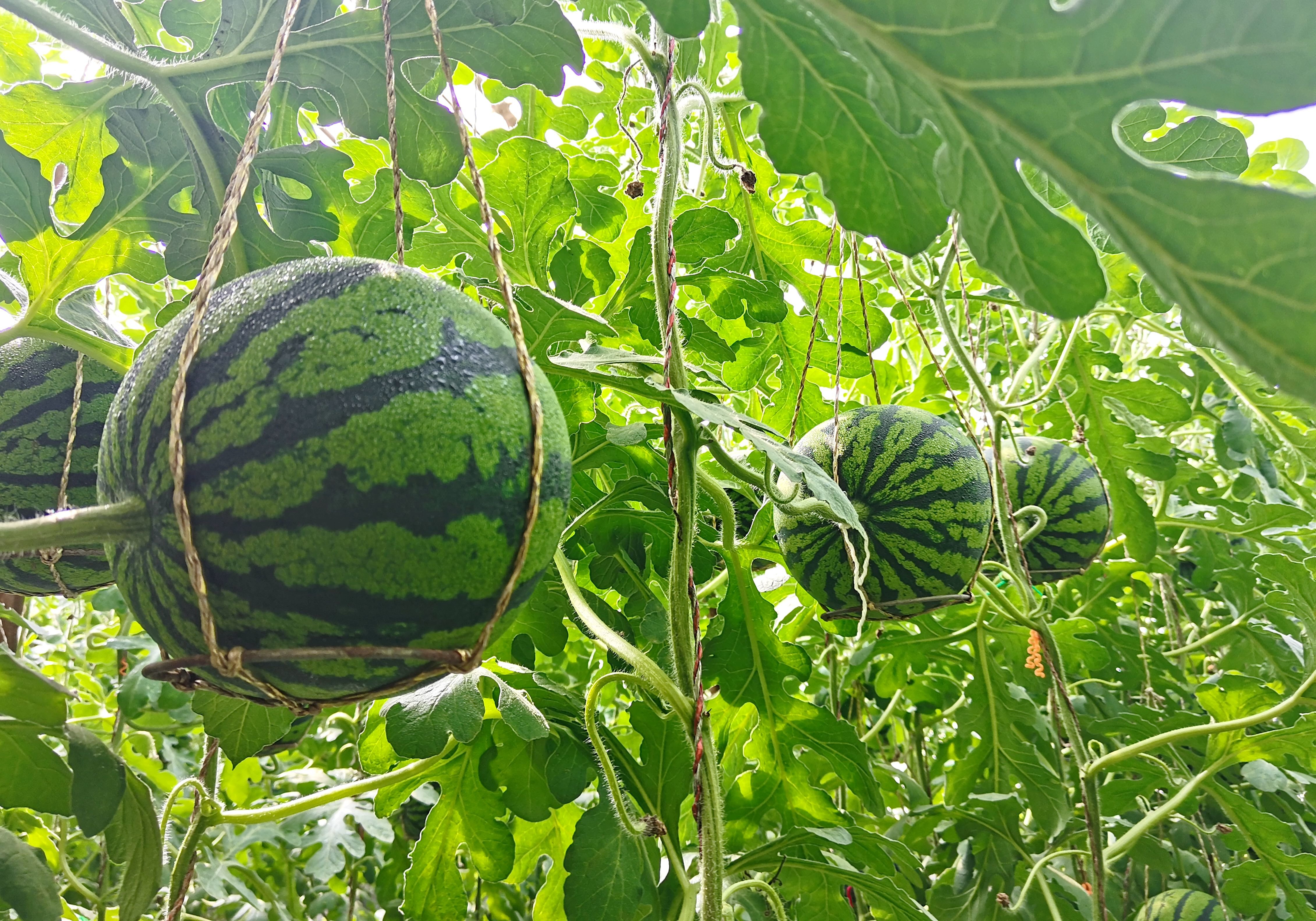 “空中西瓜”成就“甜蜜”经济 梁霞 摄