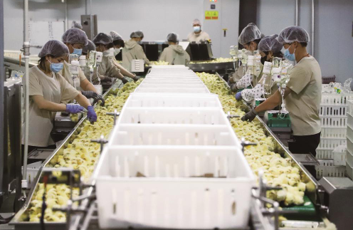 近年来，梨树县重点打造玉米食品产业园、肉牛屠宰及深加工产业园、畜禽副产品深加工产业园三大园区，越来越多的企业前来投资落户。图为种禽孵化企业的生产车间。 吉林日报记者 潘硕 摄