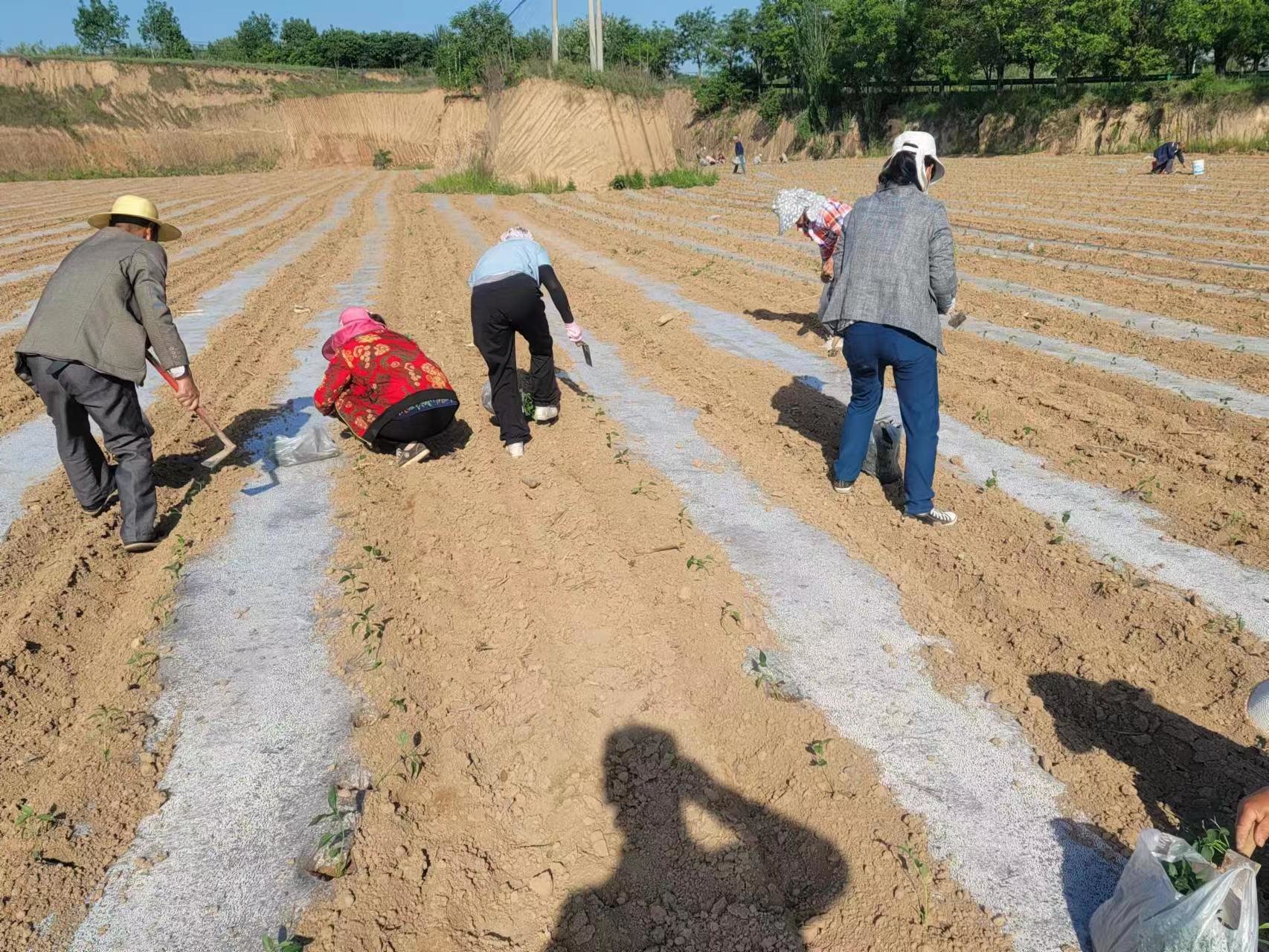 国网咸阳供电公司:帮扶村“国网赋能乡村工程”百亩辣椒产业园开始栽种啦