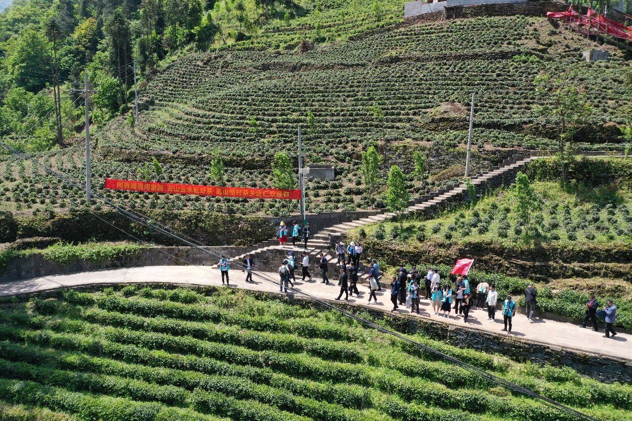 镇安茶园风光