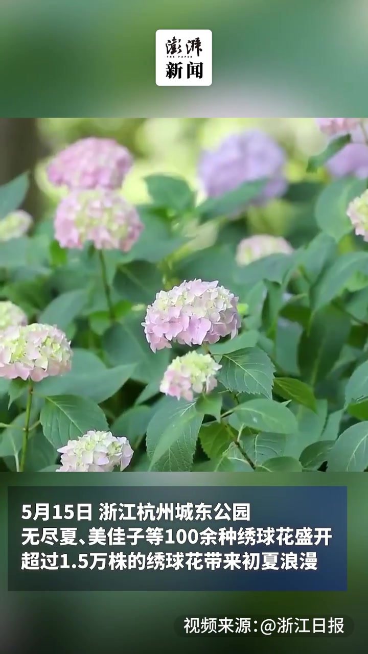 杭州城东公园100余种绣球花盛开带来初夏浪漫