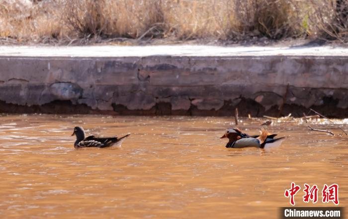 图为鸳鸯。　周元峰 摄