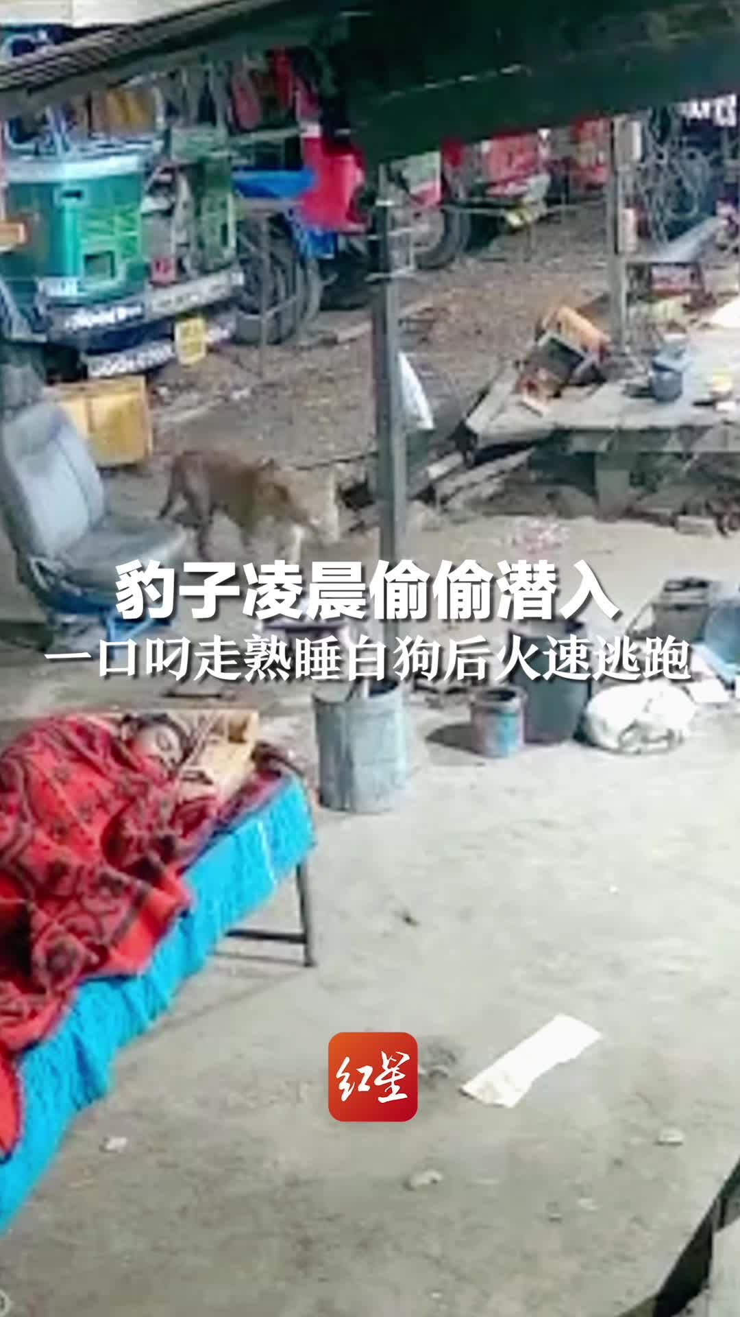 豹子凌晨偷偷潜入，一口叼走熟睡白狗后火速逃跑