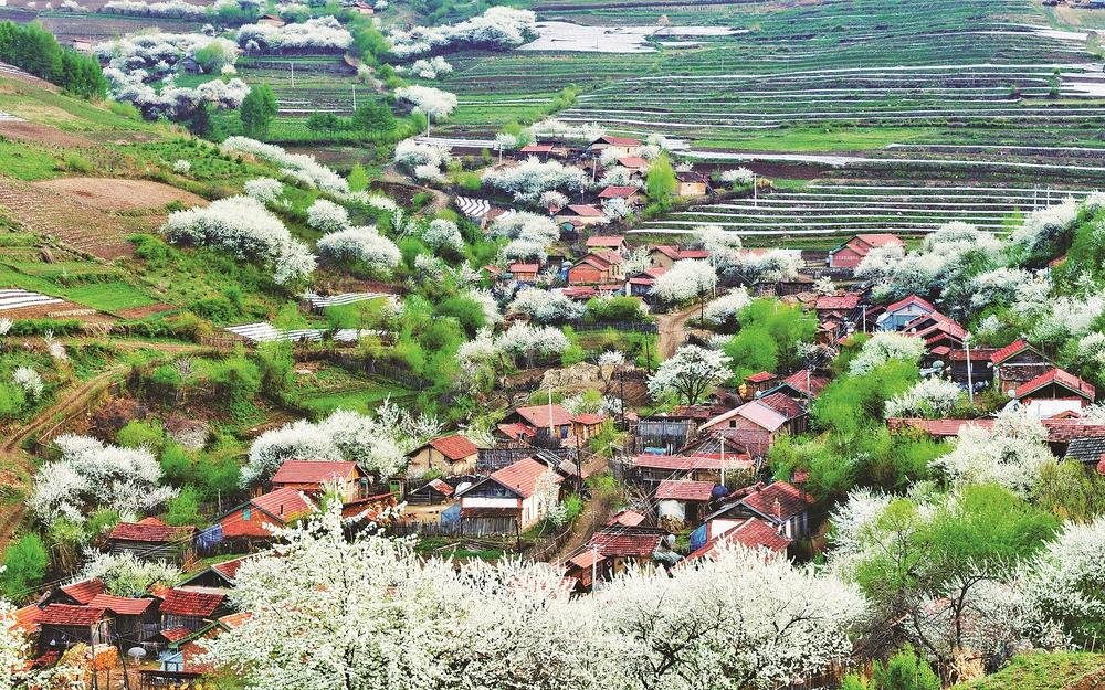 初夏时节的临江市松岭雪村，被竞相绽放的梨花、李子花环绕，又是一番美丽的景色。 连承灏 摄