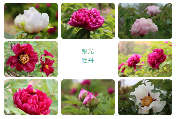 缤纷初夏，白银这里美得像打翻了“调色板”