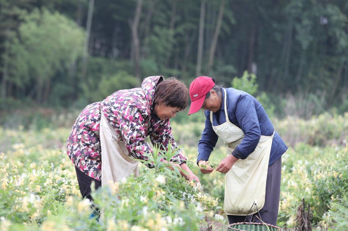 九江彭泽县：金银花开出“致富花”