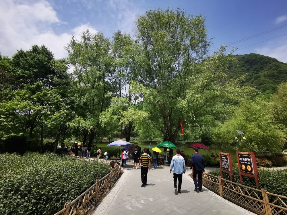 图为2023年“五一”期间游客游览甘肃文县碧口镇马家山茶园（受访者供图）