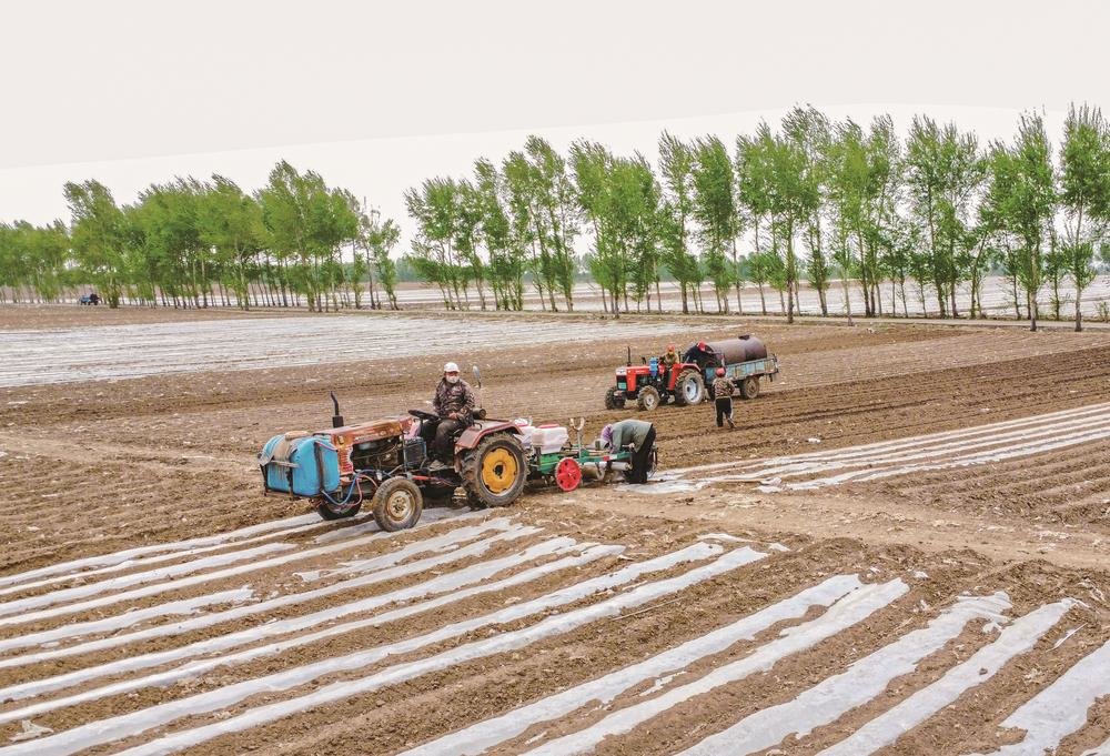 扶余市花生种植旺季来临，当地农民积极开展播种工作