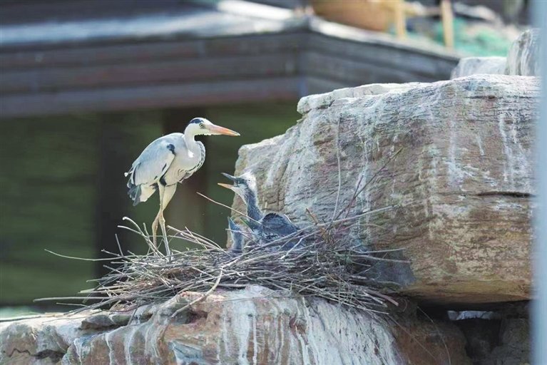 几只小苍鹭昂着头“叽叽”鸣叫，等着妈妈喂养。
