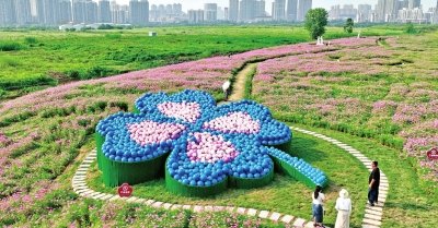 汉江湾桥汉阳桥头下花田花海里的巨型四叶草不锈钢雕塑。