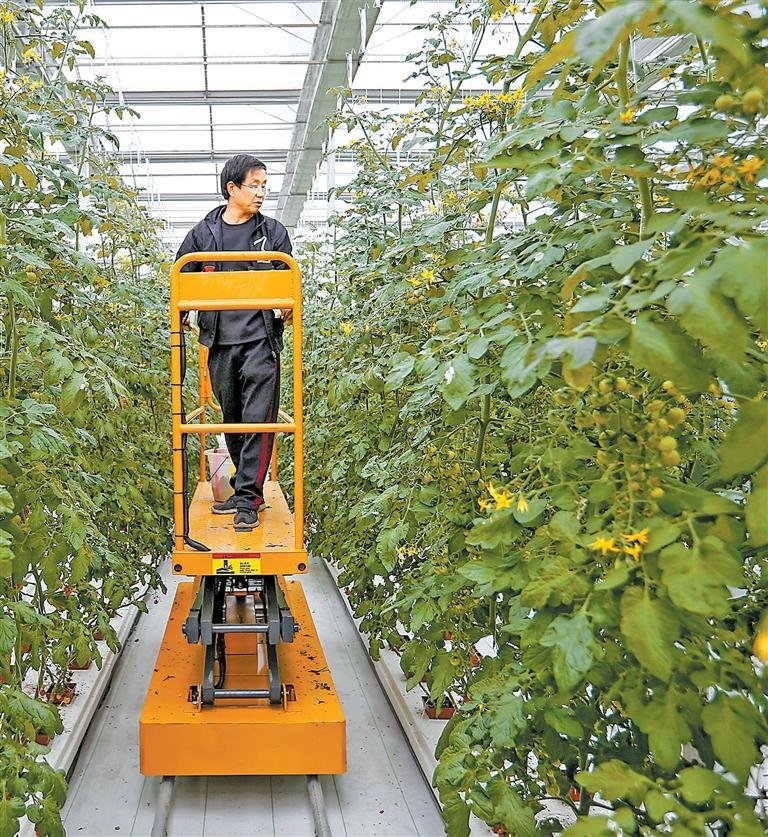 武都区石门镇青陇现代农业产业园里技术人员在管护樱桃西红柿