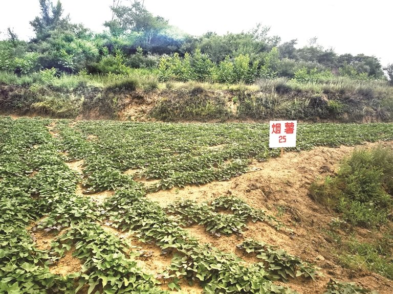 富硒红薯种植基地(资料图)