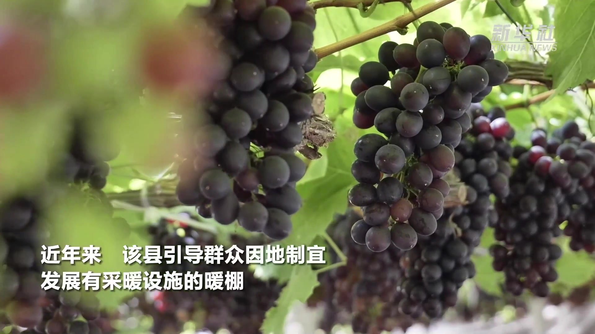 河北昌黎：大棚葡萄促农增收
