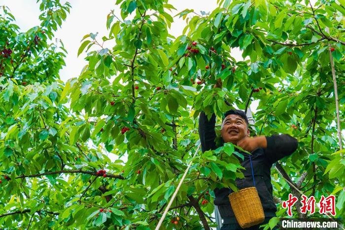 5月中旬，甘肃省陇南市成县小川镇西狭村樱桃迎来采摘季。陈争强 摄