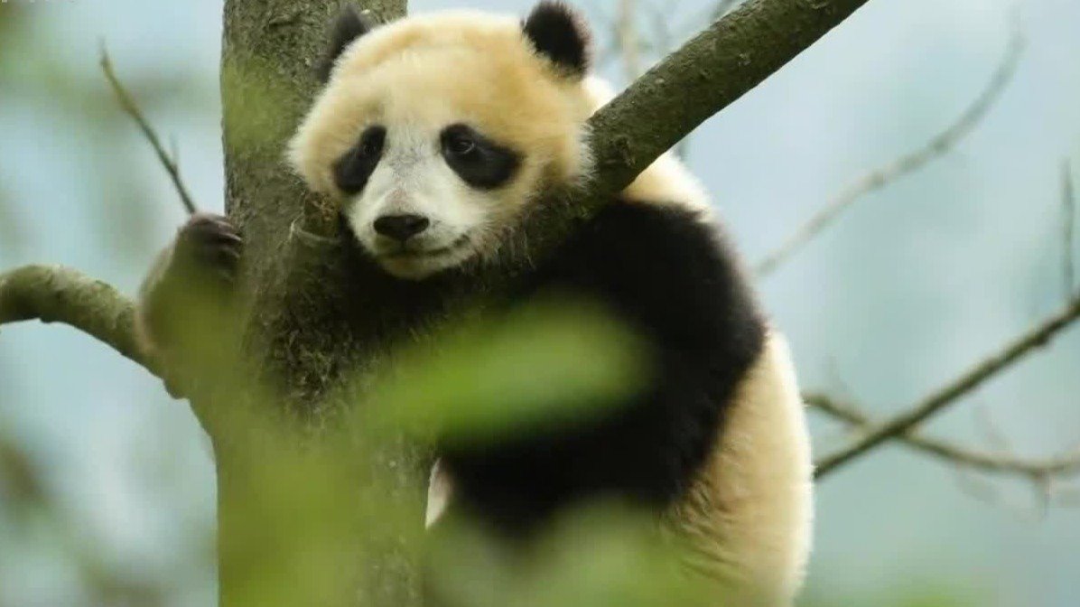 野化培训下的大熊猫：熟练掌握爬树技能后，稳固的树杈成它们的“根据地”