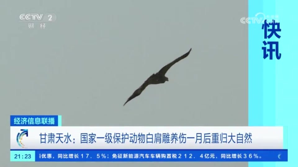 “国保”猛禽养伤一个月 痊愈后重归大自然