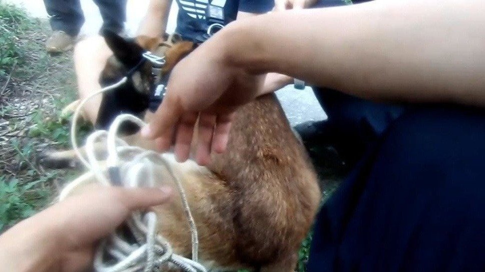 汪汪队又立功！警犬找回失联男子后贴贴安慰