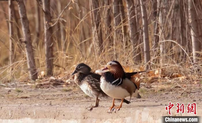 图为鸳鸯。　周元峰　摄