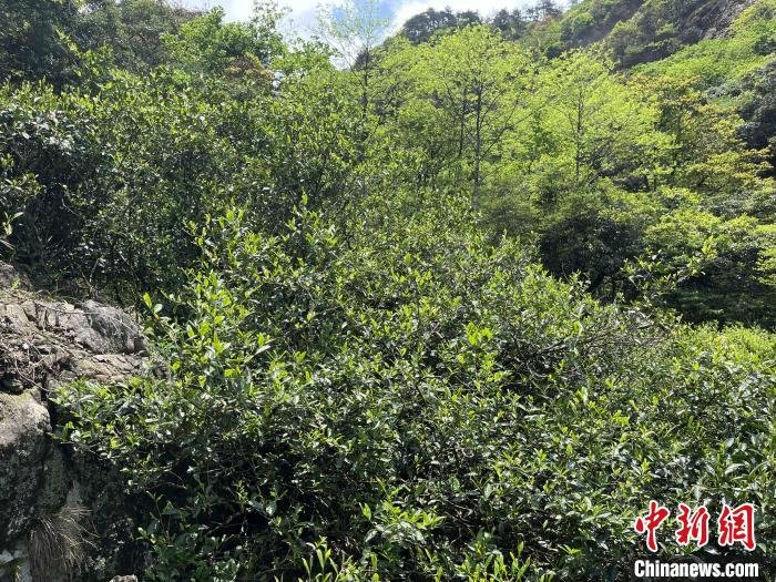 图为300余年树龄的红茶母树。 饶海燕 摄