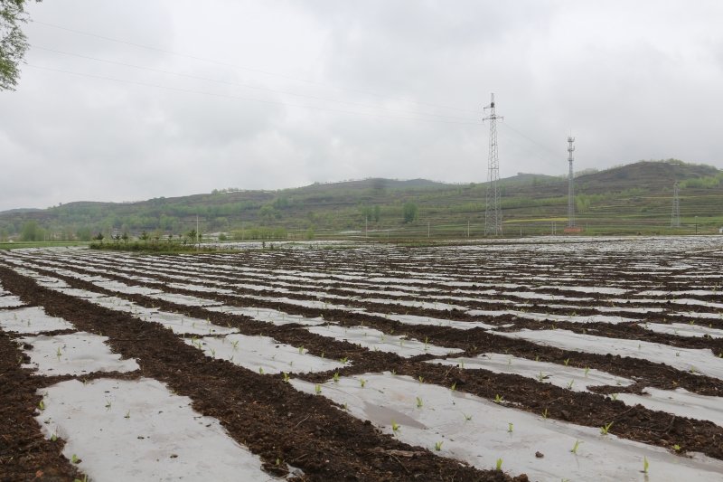 华亭“因村制宜”开方子 村集体经济换挡提速