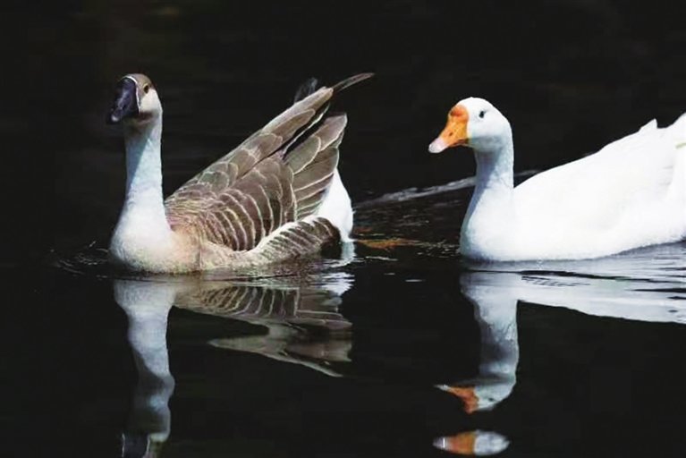 灰雁、家鹅水中游弋，寻找伙伴。