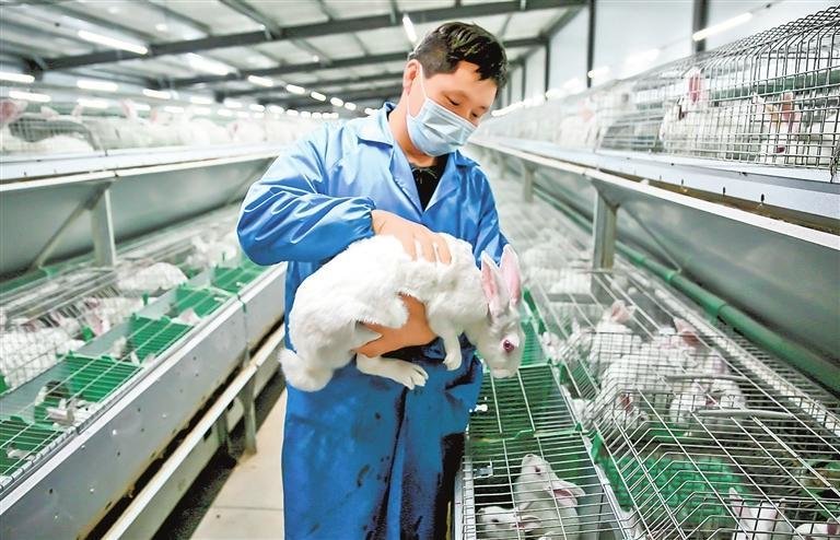 在武都区坪垭易地扶贫搬迁后续产业示范园里，康大肉兔养殖场的工人检查肉兔生长情况。