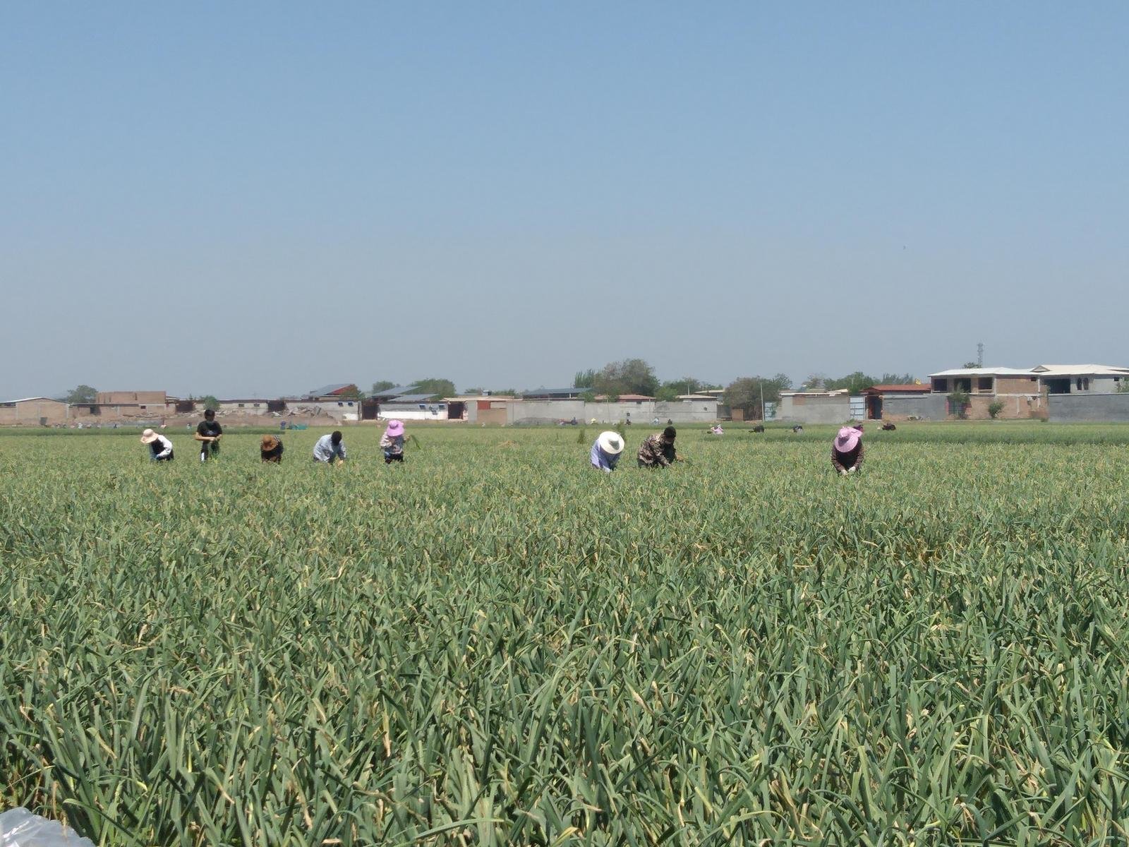 助农增收有胜“蒜” 永年2.6万亩“国标”蒜薹喜获丰收