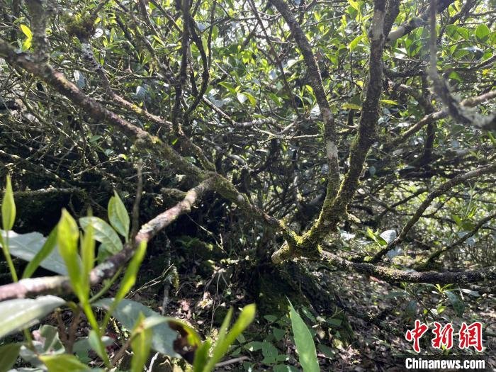 闽北发现300年树龄古茶树