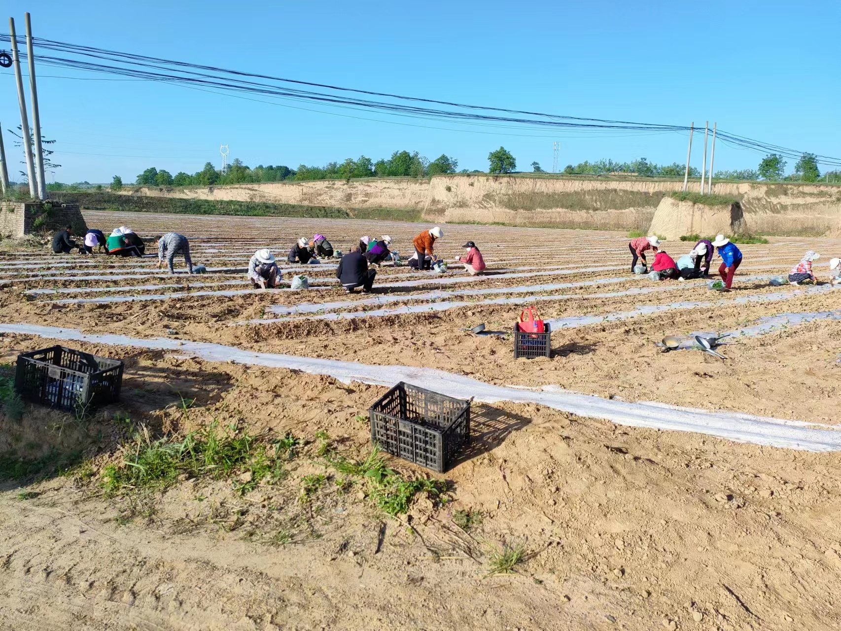 国网咸阳供电公司:帮扶村“国网赋能乡村工程”百亩辣椒产业园开始栽种啦