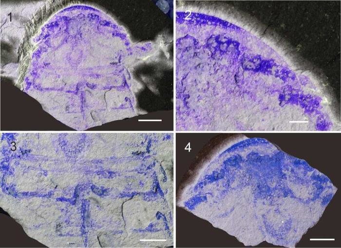 安吉生物群发现中国最古老板足鲎化石