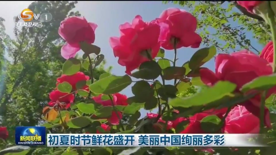 初夏时节鲜花盛开 临夏“牡丹仙子”正娇艳