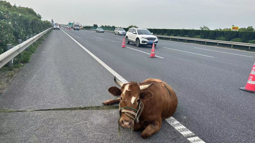 奶牛耐不住性子突然“越狱”跳车，高速交警紧急驰援