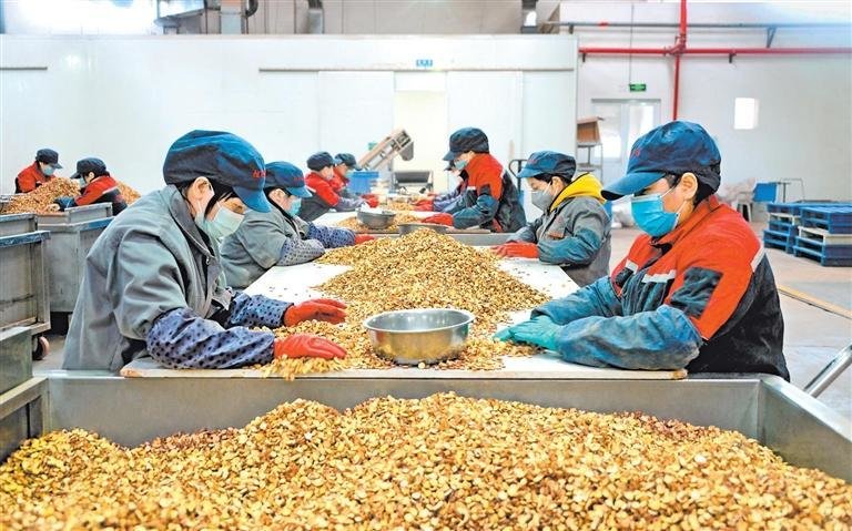 陇西奇正药材有限责任公司生产车间内，工人们正在分拣药材。