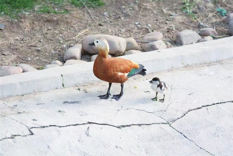 赤麻鸭妈妈带着“新生儿”遛弯，优哉游哉！