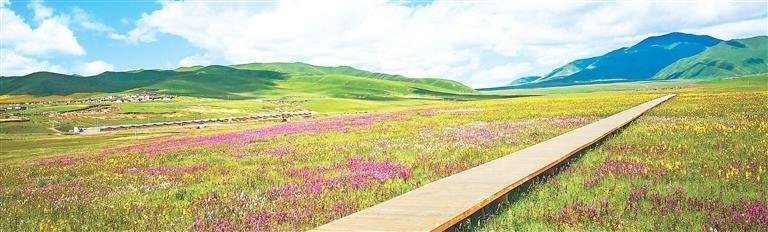 桑科草原 （本版图片除署名外均为资料图）