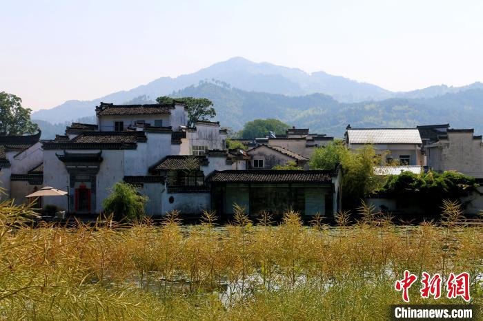 呈坎村前的油菜田与徽派建筑交相呼应。　张强 摄