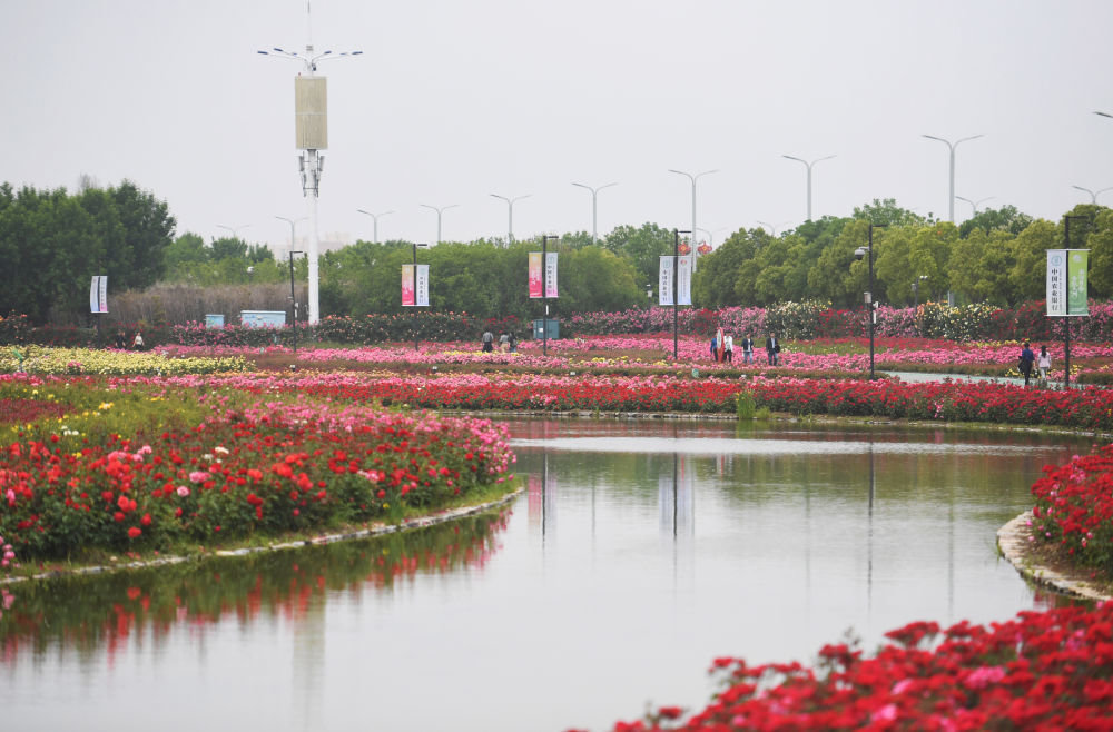 5月5日，游客在南阳世界月季大观园参观。新华社记者 张浩然 摄